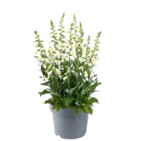 Digitalis purpurea (vingerhoedskruid) diverse kleuren | 25 tot 35 cm hoog | 15 cm pot | verkoop per stuk