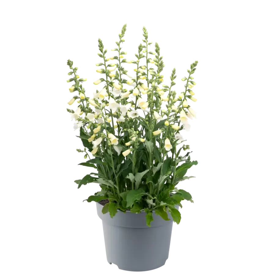 Digitalis purpurea (vingerhoedskruid) diverse kleuren | 25 tot 35 cm hoog | 15 cm pot | verkoop per stuk