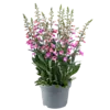 Digitalis purpurea | Vingerhoedskruid mix | 25 tot 35 cm | 15 cm pot | per stuk