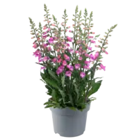 Digitalis purpurea (vingerhoedskruid) diverse kleuren | 25 tot 35 cm hoog | 15 cm pot | verkoop per stuk