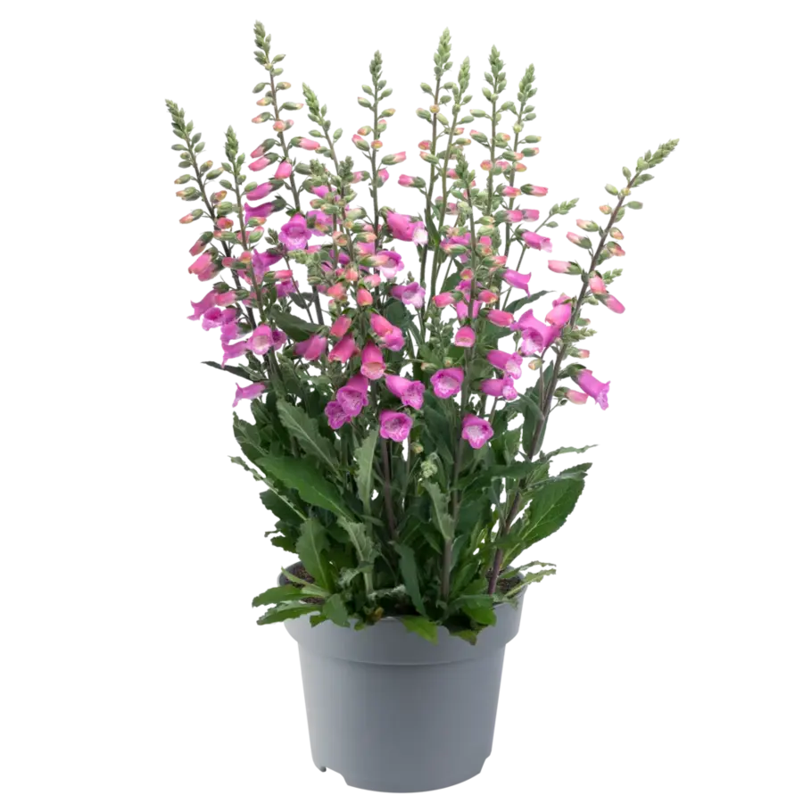 Digitalis purpurea (vingerhoedskruid) diverse kleuren | 25 tot 35 cm hoog | 15 cm pot | verkoop per stuk