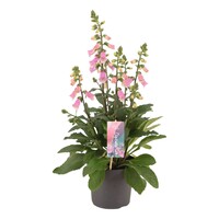 Digitalis purpurea (vingerhoedskruid) diverse kleuren | 25 tot 35 cm hoog | 15 cm pot | verkoop per stuk