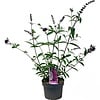 Vlinderstruik Royal Red | 15 cm pot | ca. 30 tot 40 cm hoog