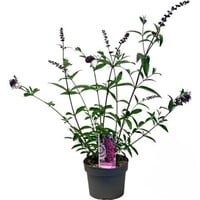 Buddleja davidii 'Royal Red' | Vlinderstruik | 15 cm pot | ca. 30 tot 40 cm hoog | Roodpaarse bloei