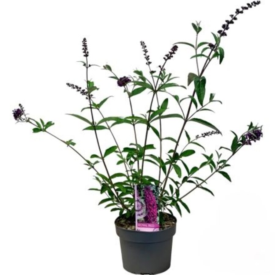 Buddleja davidii 'Royal Red' | Vlinderstruik | 15 cm pot | ca. 30 tot 40 cm hoog | Roodpaarse bloei
