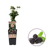 Rubus fruticosus Thornless Evergreen | Doornloze braam | 15 cm pot