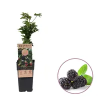 Rubus fruticosus 'Thornless Evergreen' (doornloze braam) | 15 cm pot | Sierlijke braam voor tuin, balkon en terras