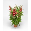 Penstemon hartwegii 'Tubular Bells Red' | 15 cm pot | ca. 25 cm hoog