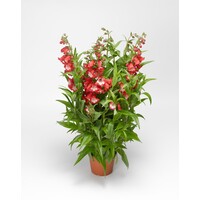 Penstemon hartwegii 'Tubular Bells Red' | Rode schildpadbloem | Ca. 25 cm hoog | In 15 cm pot