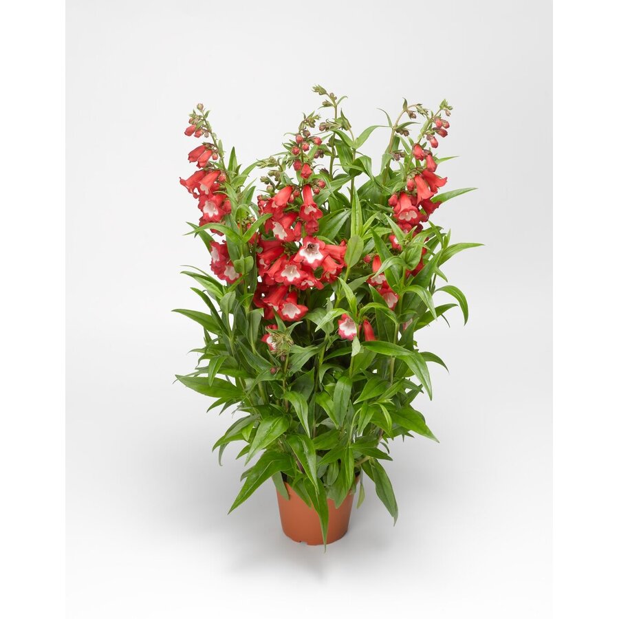 Penstemon hartwegii 'Tubular Bells Red' | Rode schildpadbloem | Ca. 25 cm hoog | In 15 cm pot