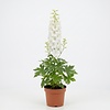 Delphinium 'Magic Fountains' | Ridderspoor | 15 cm pot | ca. 25 tot 40 cm