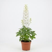 Delphinium 'Magic Fountains' | Ridderspoor | Compacte bloeiende vaste plant | 15 cm pot | ca. 25 tot 40 cm