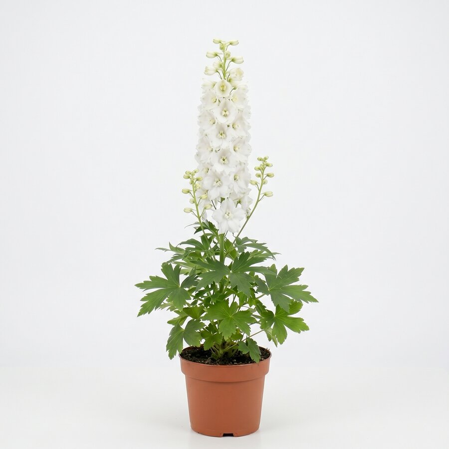 Delphinium 'Magic Fountains' | Ridderspoor | Compacte bloeiende vaste plant | 15 cm pot | ca. 25 tot 40 cm