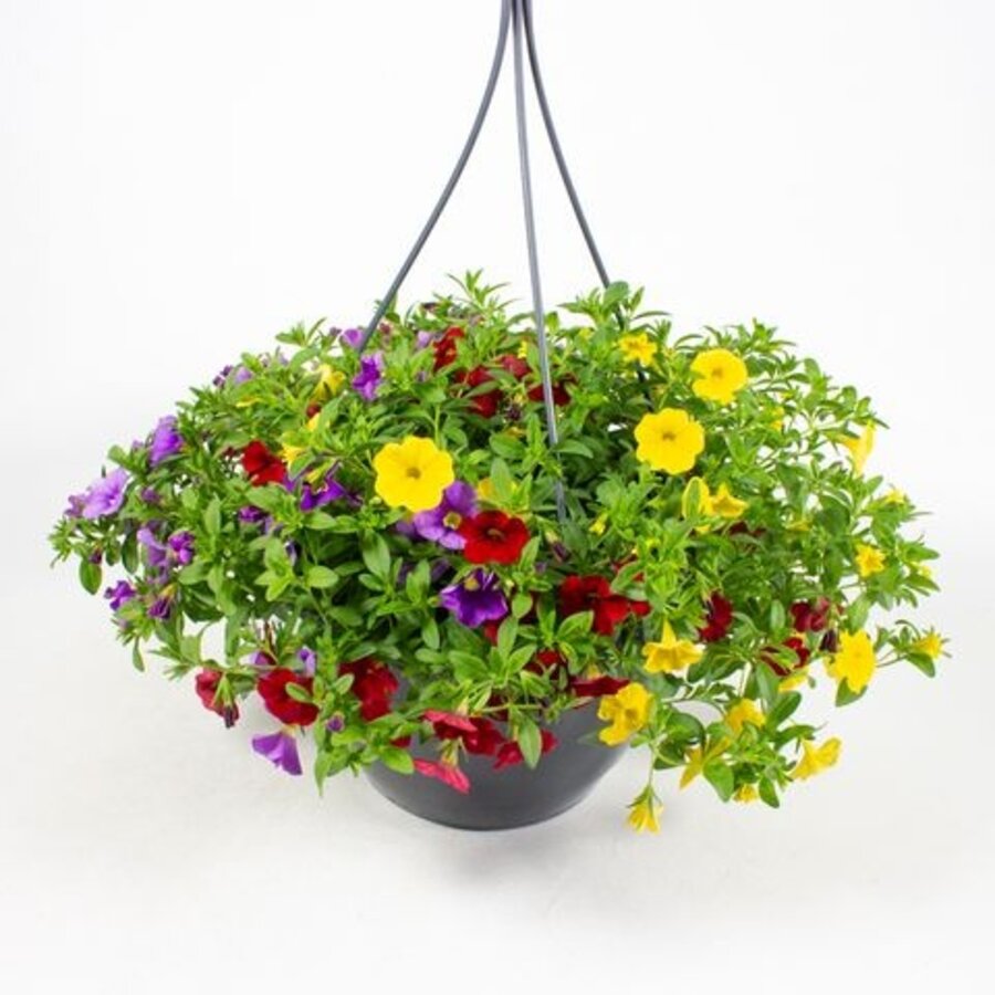 Calibrachoa hangpot mix | Diverse kleuren en mixen | Ca. 25 cm hoog | In 27 cm hangpot | Per stuk