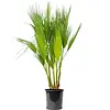 Washingtonia filifera | Californische waaierpalm | 60 tot 80 cm hoog | 18 cm pot