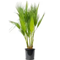 Washingtonia filifera (Californische waaierpalm) | 60 tot 80 cm hoog | In 18 cm pot | Mediterrane palm voor tuin, balkon en terras