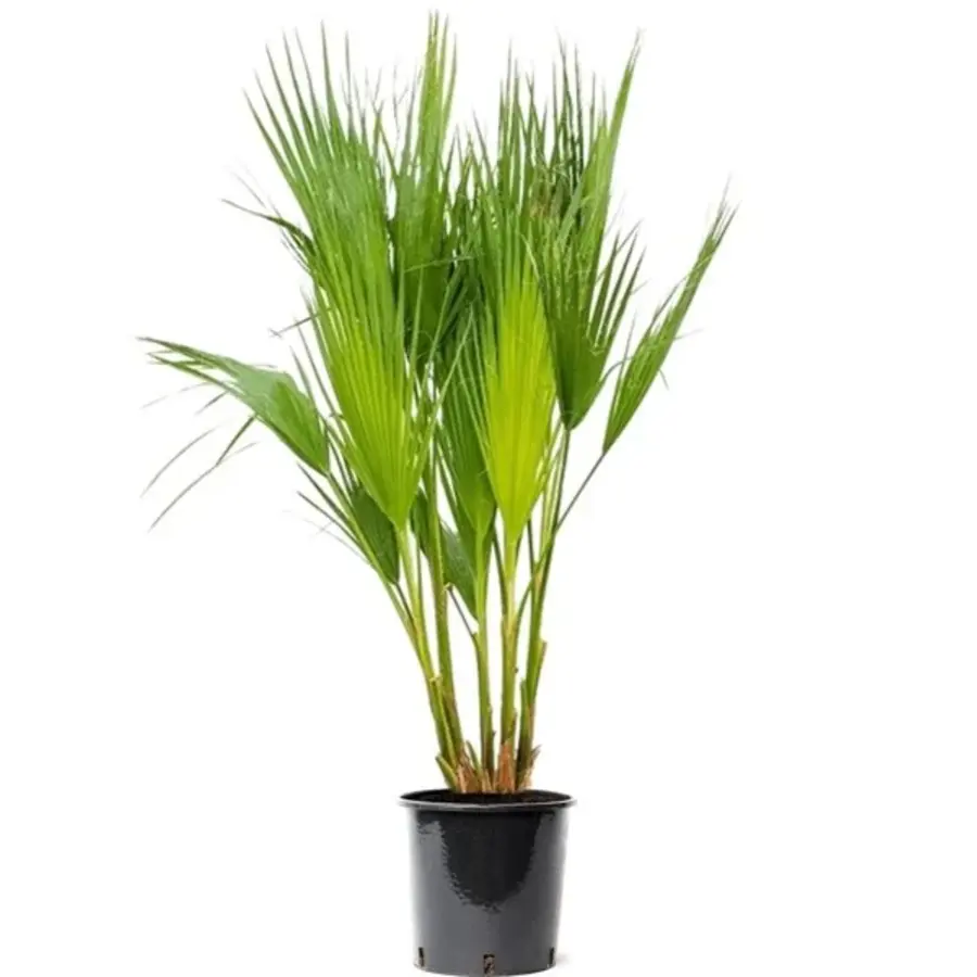 Washingtonia filifera (Californische waaierpalm) | 60 tot 80 cm hoog | In 18 cm pot | Mediterrane palm voor tuin, balkon en terras