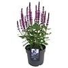 Salvia nemorosa 'Midnight Rose' | 20 tot 30 cm hoog | 13 cm pot