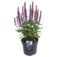 Salvia nemorosa 'Midnight Rose' | Bossalie | 20 tot 30 cm hoog | In 13 cm pot | Roze vaste tuinplant