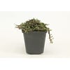 Thymus praecox | Kruiptijm | 13 cm pot | ca. 5 tot 10 cm hoog