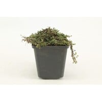Thymus praecox (kruiptijm) | 13 cm pot | ca. 5 tot 10 cm hoog | geurige bodembedekker