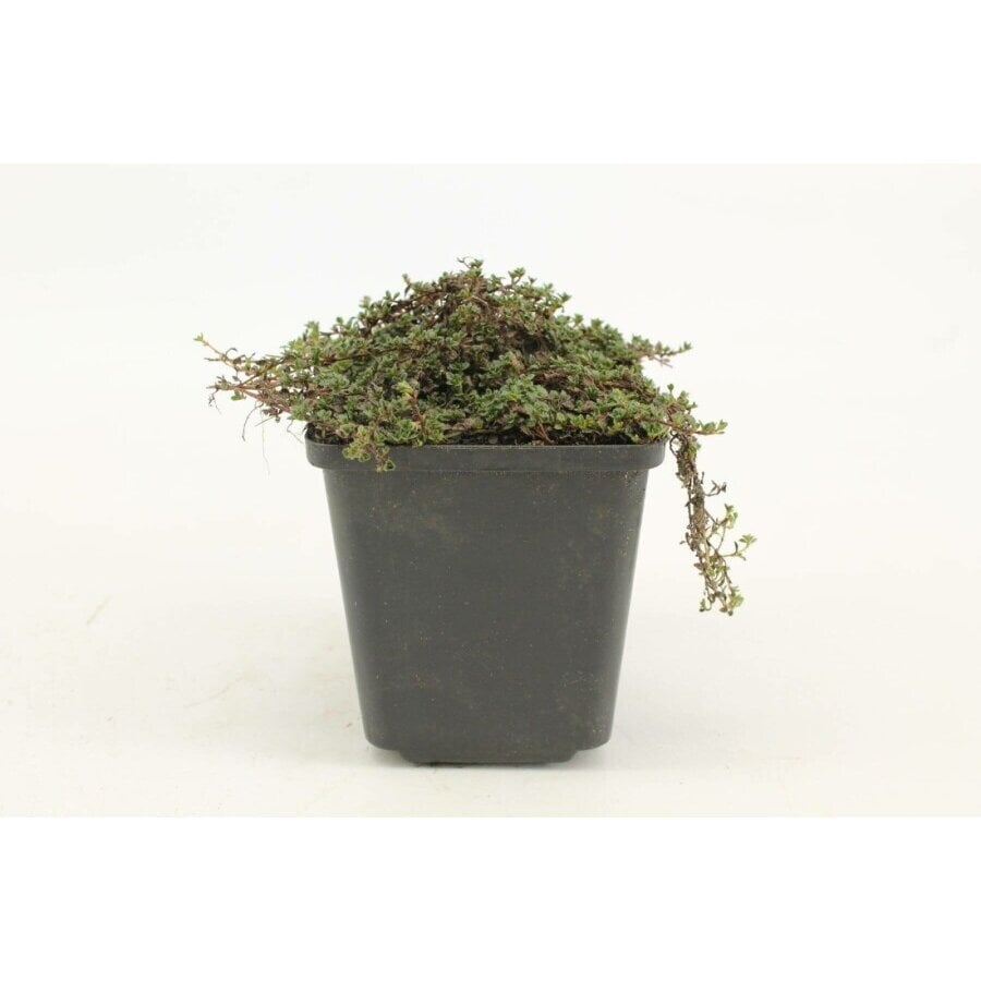 Thymus praecox (kruiptijm) | 13 cm pot | ca. 5 tot 10 cm hoog | geurige bodembedekker