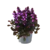 Ajuga reptans | Kruipend zenegroen | ca. 10 cm hoog | 17 cm pot