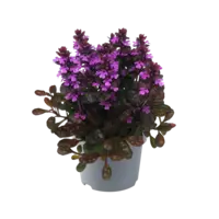 Ajuga reptans | Kruipend zenegroen | ca. 10 cm hoog | In 17 cm pot | Wintergroene bodembedekker