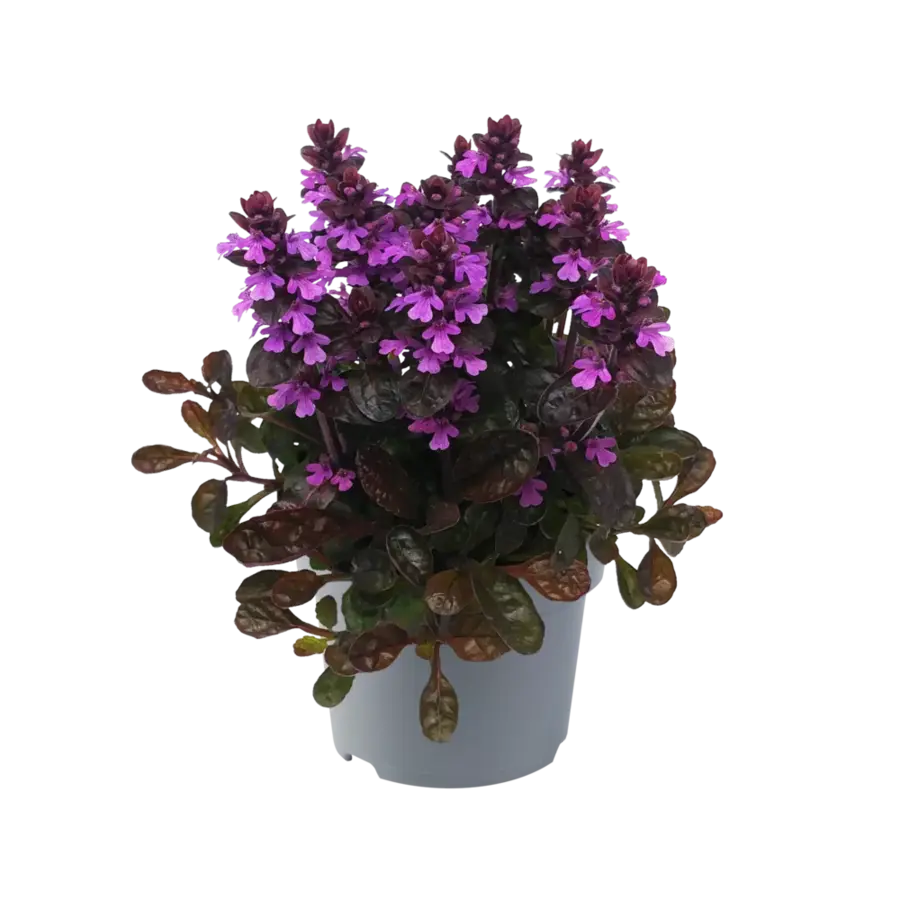 Ajuga reptans | Kruipend zenegroen | ca. 10 cm hoog | In 17 cm pot | Wintergroene bodembedekker