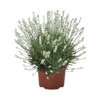 Lavandula angustifolia 'Vienco Early White' | witte lavendel | 25 tot 35 cm hoog | 12 cm pot