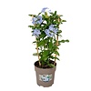 Plumbago auriculata | 60 cm hoog | 19 cm pot | op klimrek
