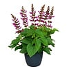 Salvia Salgoon Lake Flamingo | 60 cm hoog | 17 cm pot
