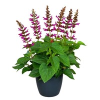 Salvia Salgoon Lake Flamingo | 60 cm hoog | In 17 cm pot | Rijkbloeiende roze siersalie