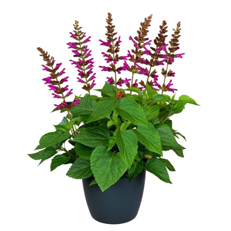 Salvia Salgoon Lake Flamingo | 60 cm hoog | In 17 cm pot | Rijkbloeiende roze siersalie