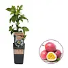 Passiflora edulis | Eetbare passievruchtplant | ca. 60 cm hoog | 1,8L pot