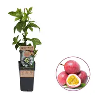 Passiflora edulis (eetbare passievruchtplant) | Ca. 60 cm hoog | In 1,8 liter pot | Zonnige klimplant