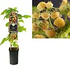 Rubus idaeus 'Fallgold' | Gele framboos | 1,8L pot