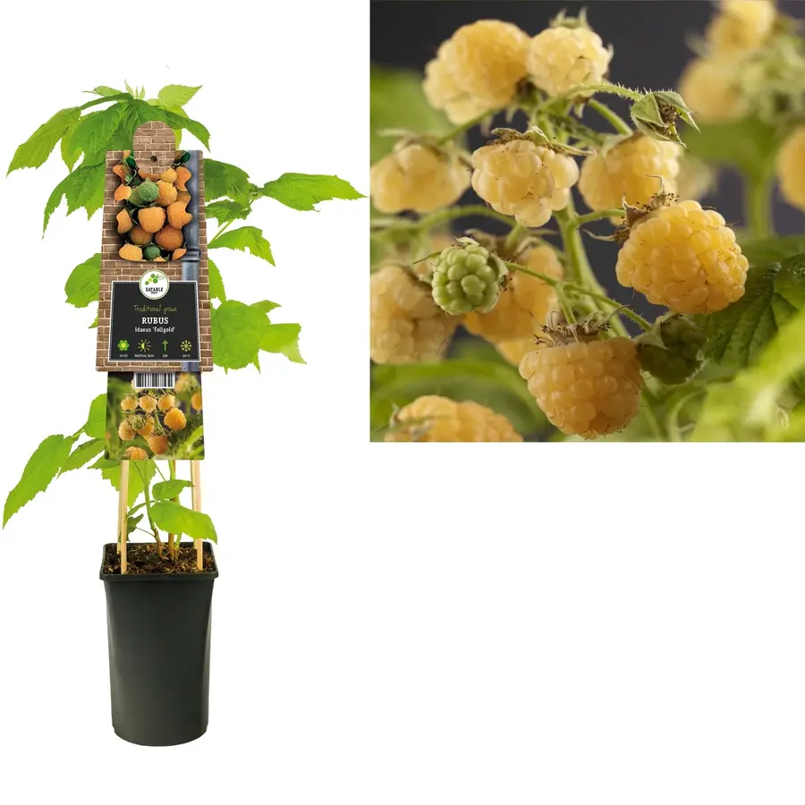 Rubus idaeus 'Fallgold' (gele herfstframboos) | Goudgele framboos in 1,8L pot