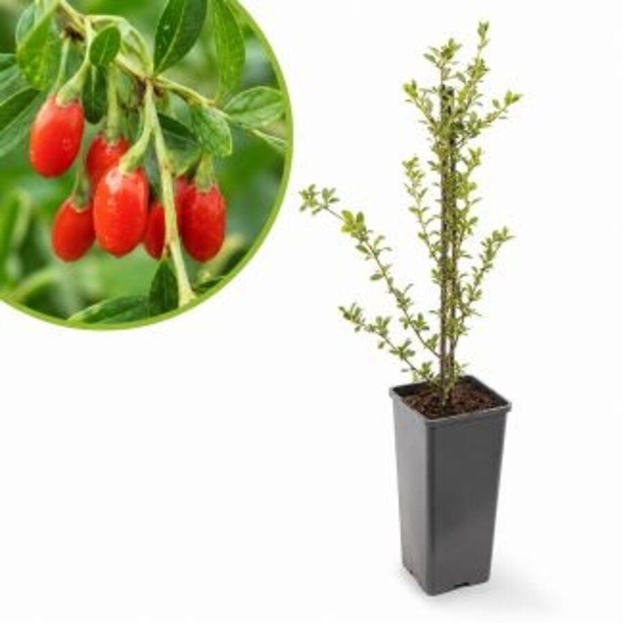 Gojibes struik | Lycium barbarum | ca. 25 tot 35 cm hoog | In 13 cm pot | Winterharde fruitstruik