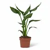 Strelitzia reginae | 12 cm pot | 40 cm hoog