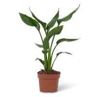 Strelitzia reginae paradijsvogelplant | 12 cm pot | 40 cm hoog | kamerplant en kuipplant