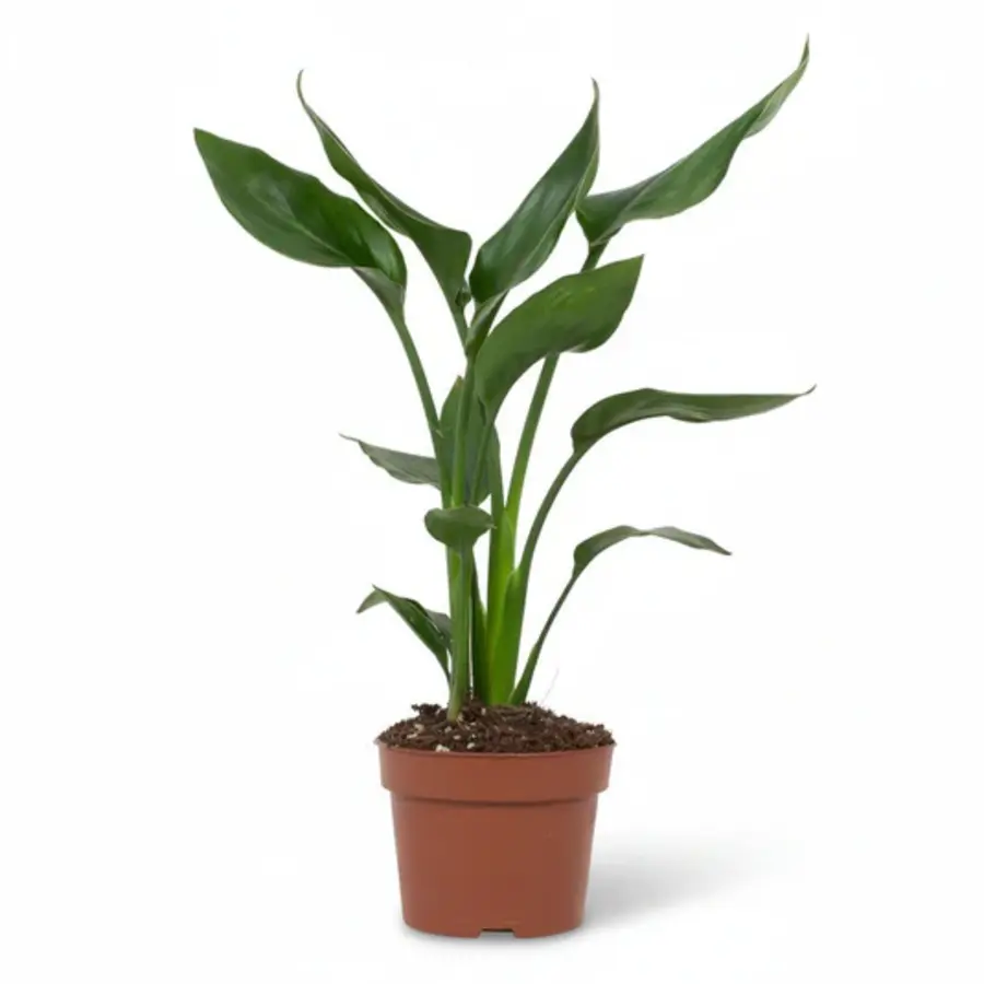 Strelitzia reginae paradijsvogelplant | 12 cm pot | 40 cm hoog | kamerplant en kuipplant