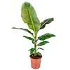 Musa Dwarf Cavendish | 19 cm pot | 80 cm hoog