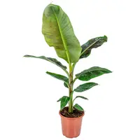 Musa Dwarf Cavendish bananenplant | terrarium en kamerplant | 19 cm pot | 80 cm hoog