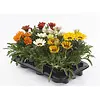 Gazania rigens Kiss gemengde kleuren | 10 cm pot | Verkoop per stuk