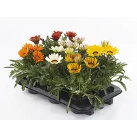 Gazania rigens Kiss gemengde kleuren | Middaggoud | In 10 cm pot | Verkoop per stuk