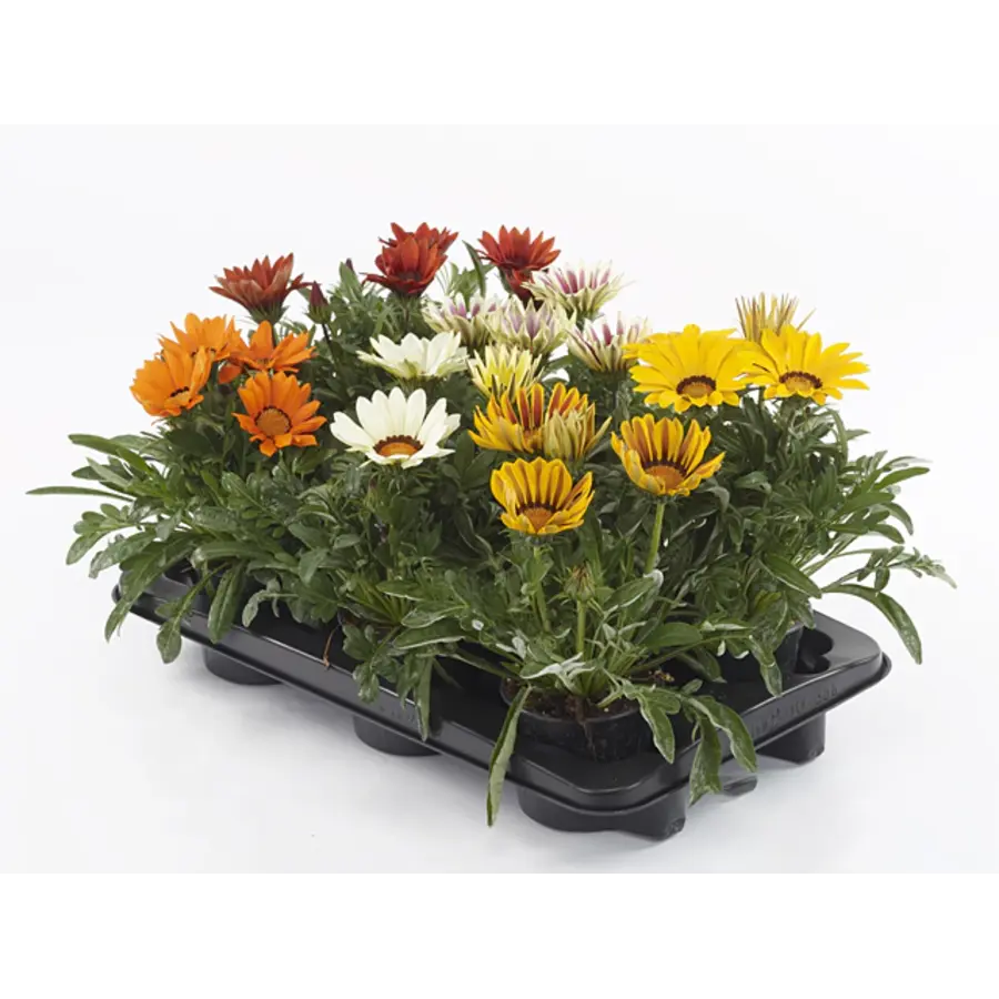 Gazania rigens Kiss gemengde kleuren | Middaggoud | In 10 cm pot | Verkoop per stuk