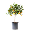 Citrus sinensis | Sinaasappelboom | 90 cm hoog | 22 cm pot