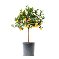 Citrus sinensis (sinaasappelboom) | 90 cm hoog | In 22 cm pot | Mediterrane fruitboom voor terras en balkon