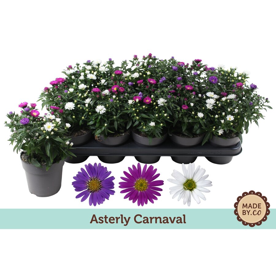 Aster novi belgii Starletta gemengde kleuren | 25 tot 30 cm hoog | In 12 cm pot | Verkoop per stuk